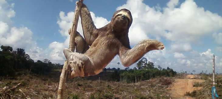 Wer Tropenholz kauft, nimmt in Kauf, dass er das Zuhause anderer Lebewesen zerstört.